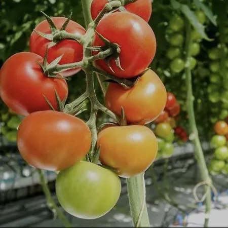 Cozy Summer With Orangery Close To Heatherhill And * Vejby