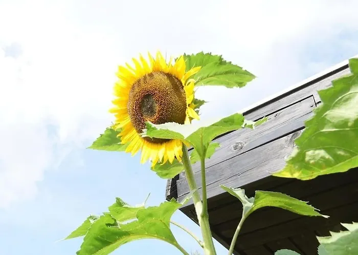 Cozy Summer With Orangery Close To Heatherhill And *