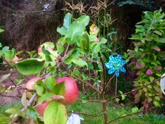 Cozy Summer With Orangery Close To Heatherhill And Feriehus *