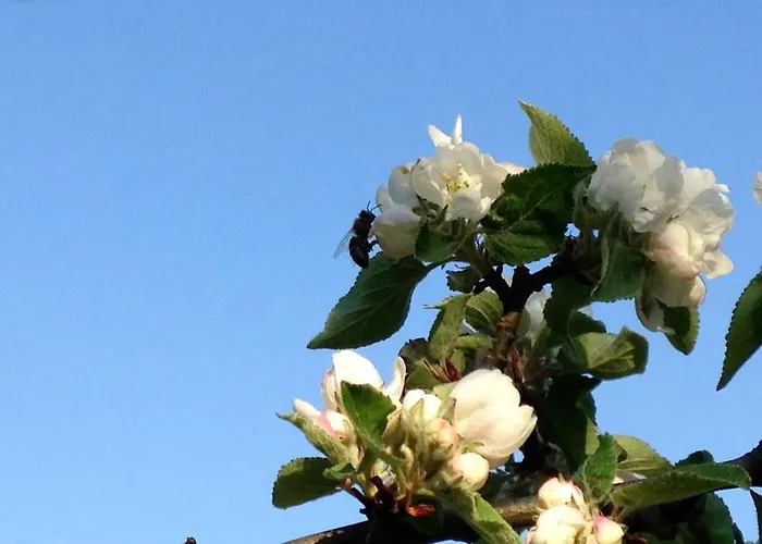 Cozy Summer With Orangery Close To Heatherhill And