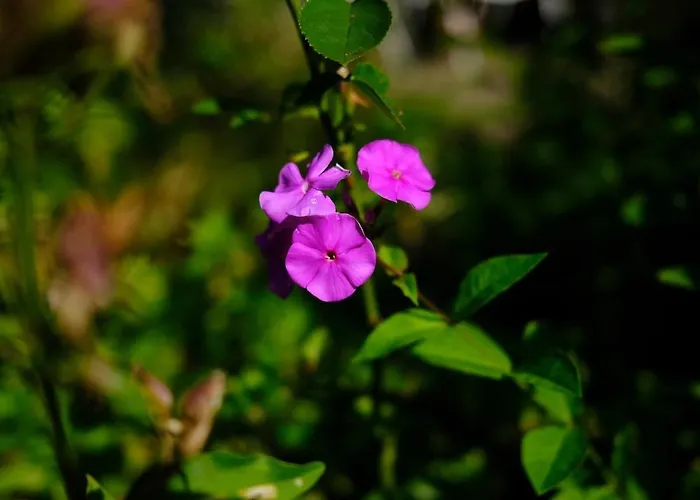 Cozy Summer With Orangery Close To Heatherhill And Feriehus